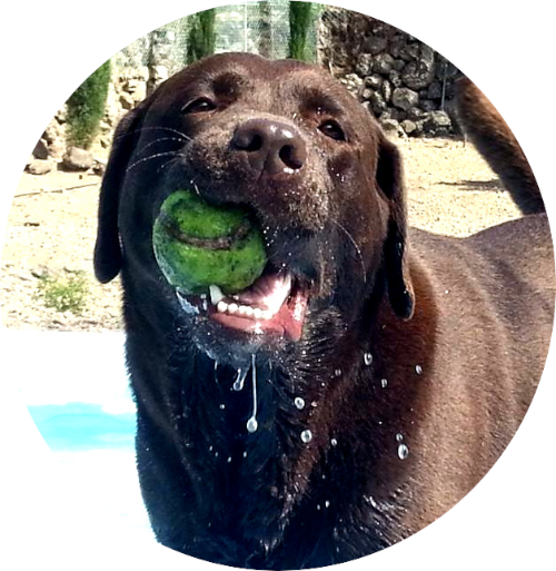 residencia canina y felina peluquería canina garras y patas tenerife