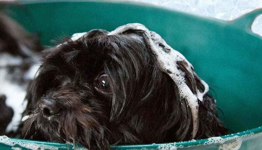 peluquería canina a domicilio precios