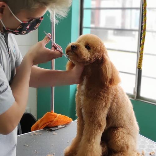 peluquería canina en ciudad lineal