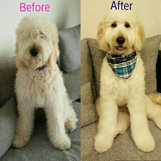 peluquería canina y felina