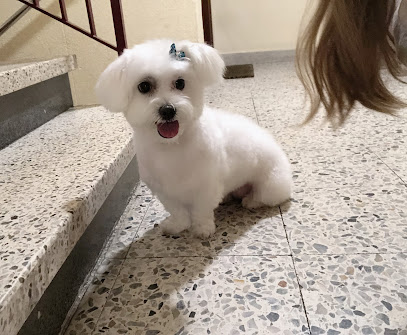peluquería canina plaza vieja