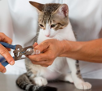 peluquería canina y felina