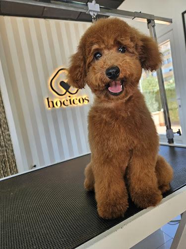 boston peluquería canina zaragoza
