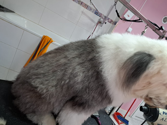 boston peluquería canina zaragoza