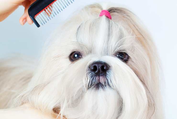 peluquería canina molina de segura