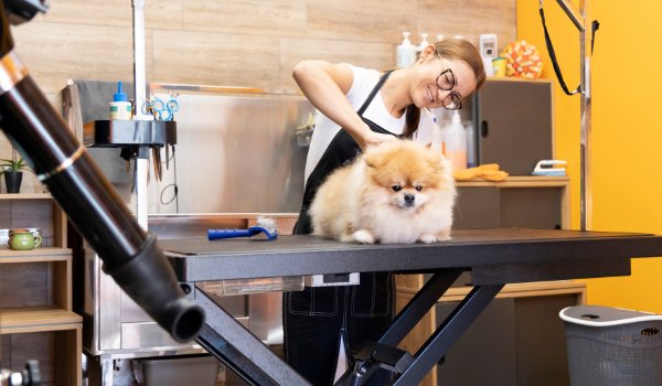 peluquería canina palma de mallorca