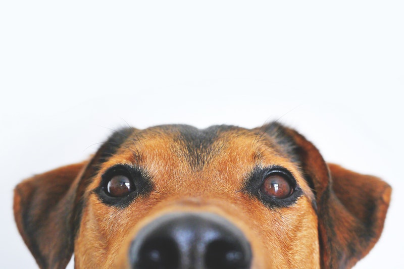 farmacia veterinaria & peluquería canina de hv mediterráneo
