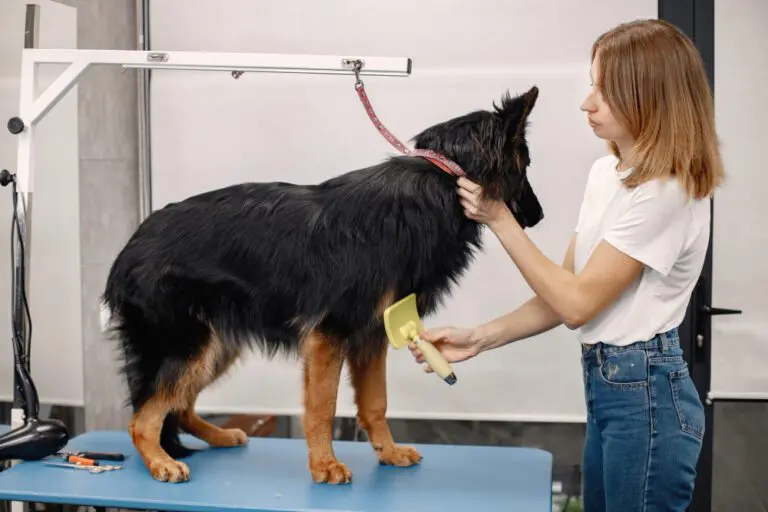 curso peluquería canina precio