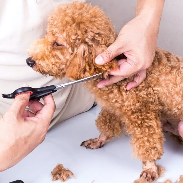 peluquería canina y felina