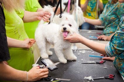 curso peluquería canina precio