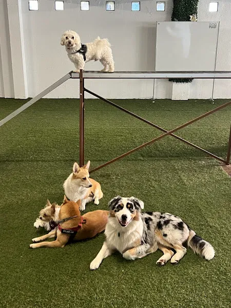 animalikos peluquería canina guarderia alimentación y accesorios para mascotas