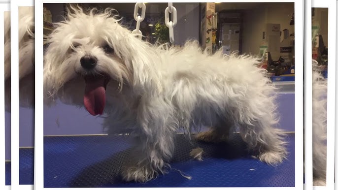 peluquería canina en salamanca