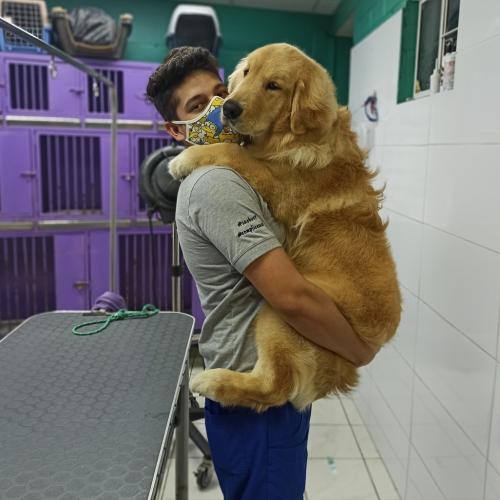 peluquería canina en ciudad lineal