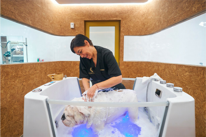 mascotas spa peluquería canina