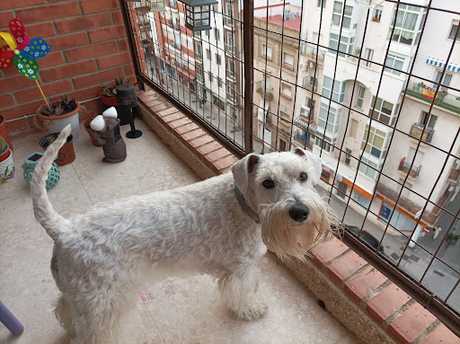 peluquería canina en huelva