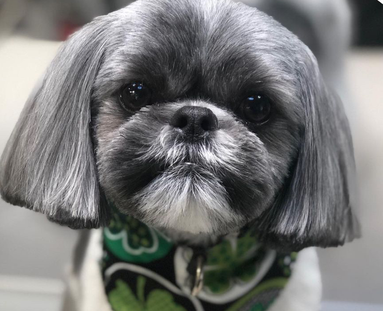 peluquería canina a domicilio furgoneta