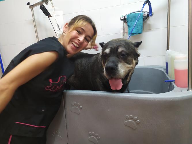 peluquería canina villaviciosa de odón