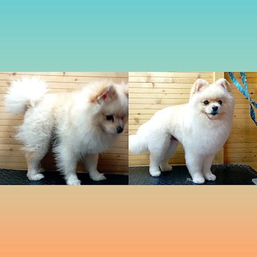 peluquería canina molina de segura