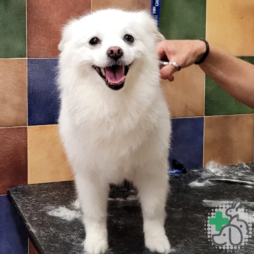 peluquería canina y felina