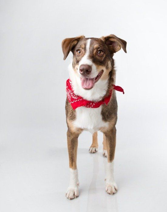 peluquería canina san fernando