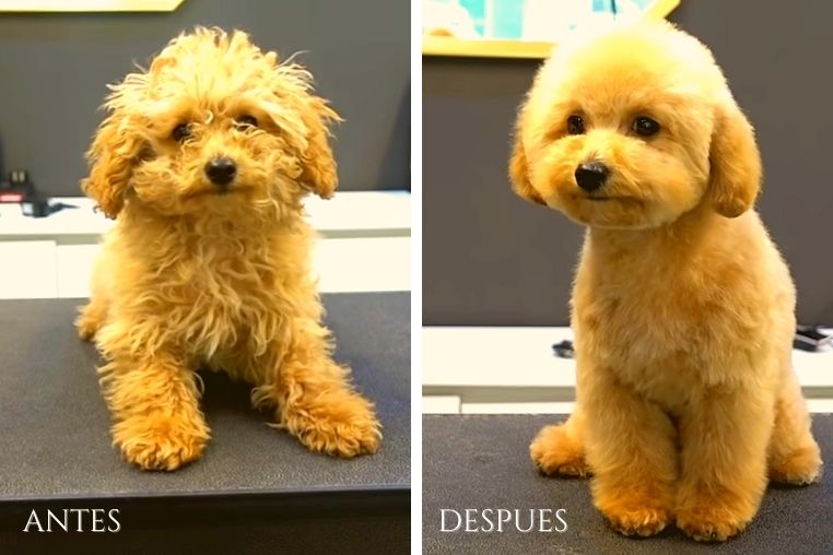 cuanto cuesta montar una peluquería
