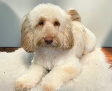mascotas spa peluquería canina