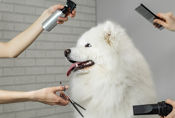 cuanto factura una peluquería canina